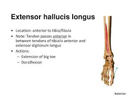 From the upper part of the interosseous membrane. Extensor Digitorum Longus