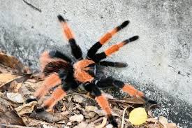 Image result for Emilia brachycephala