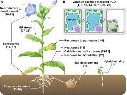 Would you like to write for us? Vpe Functions In Various Types Of Plant Pcd A Vpe Mediated Pcd Download Scientific Diagram