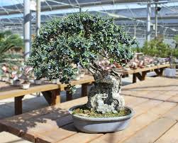 Check spelling or type a new query. When Is A Bonsai Pruned Gardening On