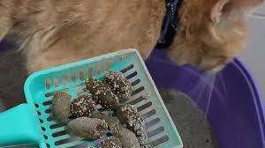 In your dog's intestinal tract, clumping litter can swell and cause a complete blockage. Abnormal Faeces In Dogs And Cats
