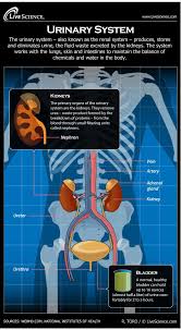 Diagram Of The Human Urinary System Infographic Human Anatomy And Physiology Medical Knowledge Human Body Systems