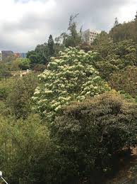 Image result for Vernicia montana