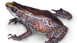 Image result for Afroqueta capensis