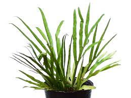 Image result for Dicranolepis