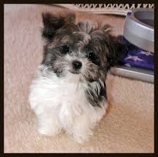 So keep doing that washing your hands thing. Mickey Breed Dog Novocom Top