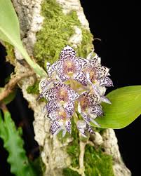 Image result for Bulbophyllum prorepens