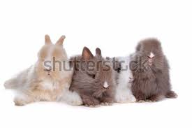 Maybe you would like to learn more about one of these? Four Young Rabbits In A Row Stock Photo C Eriklam 1111407 Stockfresh