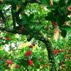 Jambu biji varietas kristal merupakan hasil mutasi dari residu muangthai pak. Https Encrypted Tbn0 Gstatic Com Images Q Tbn And9gctqr0dwmjqw2zgnnq1dp3qty Scvs2k6hba0wedff7d0zjn3bcv Usqp Cau