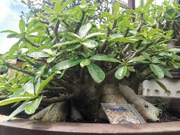 100X Adenium Socotranum Bangkla Desert Rose Adenium Obesum Free Shipping +  Phyto Home&garden House Plant