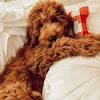 We are going to talk about the f1b goldendoodle version. 1
