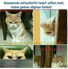Antipsikiyatri Toplulugu 2020 Kedi Resim
