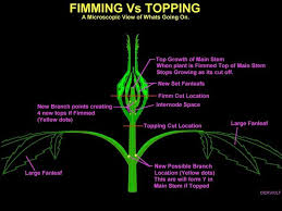 You can top a plant a million times but the goal is to keep the largest mains as possible in flower. Did I F My Fim Cannabis Cultivation Growery Message Board