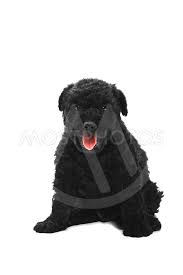 The tight curls of the coat appear similar to dreadlocks. Little Hungarian Puli Dog By Fesus Robert Mostphotos