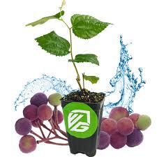 Image result for Grewia herbacea