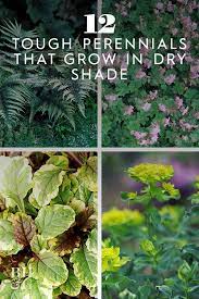 Tough Perennials That Grow In Dry Shade Perennials Growing In The Garden Sun Garden