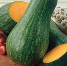 Image result for Cucurbita moschata