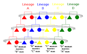 matrilateral cross cousin marriage