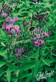 Image result for Vernonia jelfiae