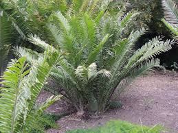 Image result for Encephalartos villosus