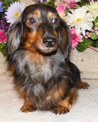 The photos do not reflect his beauty, especially the deep rich. Standard Dachshund Long Haired Breed Information History Health Pictures And More