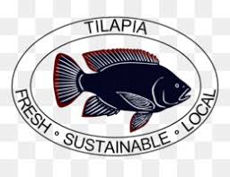 Ikan Nila Unduh Gratis Ikan Nila Bluegill Film Animasi Kartun Ikan Nila Gambar Png