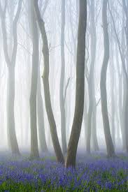This year's competition drew over 3,400 submissions from nearly 1,000 professional and amateur photographers around the world. International Garden Photographer Of The Year Competition 10 Trees Woods Forests Winners Nature Photography Beautiful Nature Beautiful Landscapes