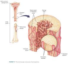 Normal bone marrow is divided into red and yellow marrow, a distinction made on the grounds of how much fat it contains. Compact Bone Diagram Https Encrypted Tbn0 Gstatic Com Images Q Tbn And9gctspusyzxm Modjgkn1h2qlppn6wxjzxdg4xq3w Higdokcrc O Usqp Cau This Is An Online Quiz Called Compact Dense Bone Diagram Thylove D