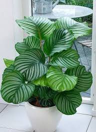 12 Aesthetic Plants That Don T Require Sunlight And Can Beautify Your House In 2020 Plants Indoor Design Plant Decor Indoor Indoor Plants Low Light