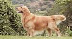 Golden Willow Retrievers - English Golden Retrievers ...