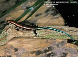 Image result for Acrotome mozambiquensis