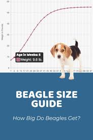 Our puppy weight calculator is meant for use solely as an estimation tool for the you should never ever overfeed your dogs too much carbs as they get stored as fat in the body if they are. Homepage Puppy Weight Calculator