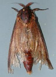 They fly very, very poorly. Bold Systems Taxonomy Browser Endoxyla Cinereus Species