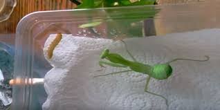 Check spelling or type a new query. How To Raise Praying Mantis In The Garden Gardening Freak