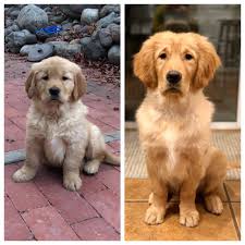 Three Months Makes A Big Difference 2 Months Old Vs 5 Months Old They Grow Too Fast Goldenre Golden Retriever Dogs Golden Retriever Golden Retriever Puppy