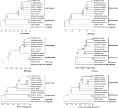 Image result for Oncinotis tenuiloba