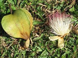 Image result for Barringtonia asiatica