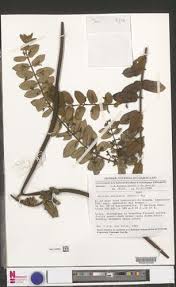 Image result for Baissea