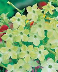 ニコチアナ ライム グリーン