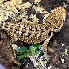 Baby snapping turtle for sale aka snapper turtles for sale looking for a captive bred baby snapping turtle for sale? Bearded Dragon For Sale Baby Bearded Dragons For Sale Online Near Me