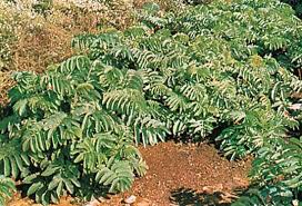 Image result for Melianthaceae