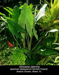 Check spelling or type a new query. Alocasia Zebrina K Koch Veitch Alocasia Zebrina Reticulata Alocasia Zebrina Alocasia Reticulata Alocasia Zebrina K Koch Veitch Sold As Alocasia Reticulata Form Alocasia Zebrina Reticulata And Alocasia Tigrina Superba Alocasia