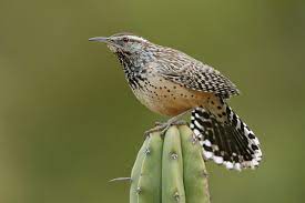 Check out our cactus wren selection for the very best in unique or custom, handmade pieces from our shops. Cactus Wren Cactus Wren Wren Cactus