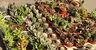 They are succulents, and they often store water to use when the soil dries up. Succulents Cactus Care Guide Malaysia By Cactus Expert Jacktus