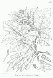 Image result for Dalbergia nitidula