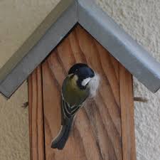 Il y a 88 produits. Comment Installer Un Nichoir Conseils Pratiques Ornithomedia Com