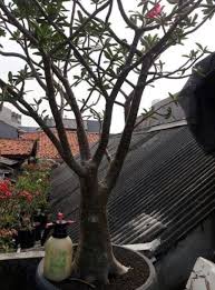 Image result for Ctenium somalense