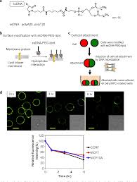 By precise surface modification, upconverting nanoparticles are available with coated, amine functionalized and antibody conjugated forms. Figure 1 From Cell Surface Modification With Ssdna Peg Lipid For Analysing Intercellular Interactions Between Different Cells Semantic Scholar