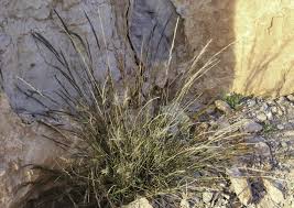 Image result for Aristida adscensionis