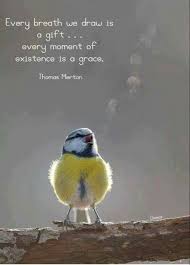 Birds Chirping In The Morning Quotes Pin By Ilian Garcia On Chatty Catholic Beautiful Birds Bird Pretty Birds